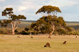 Macropus fuliginosus (Desmarest 1817) resmi