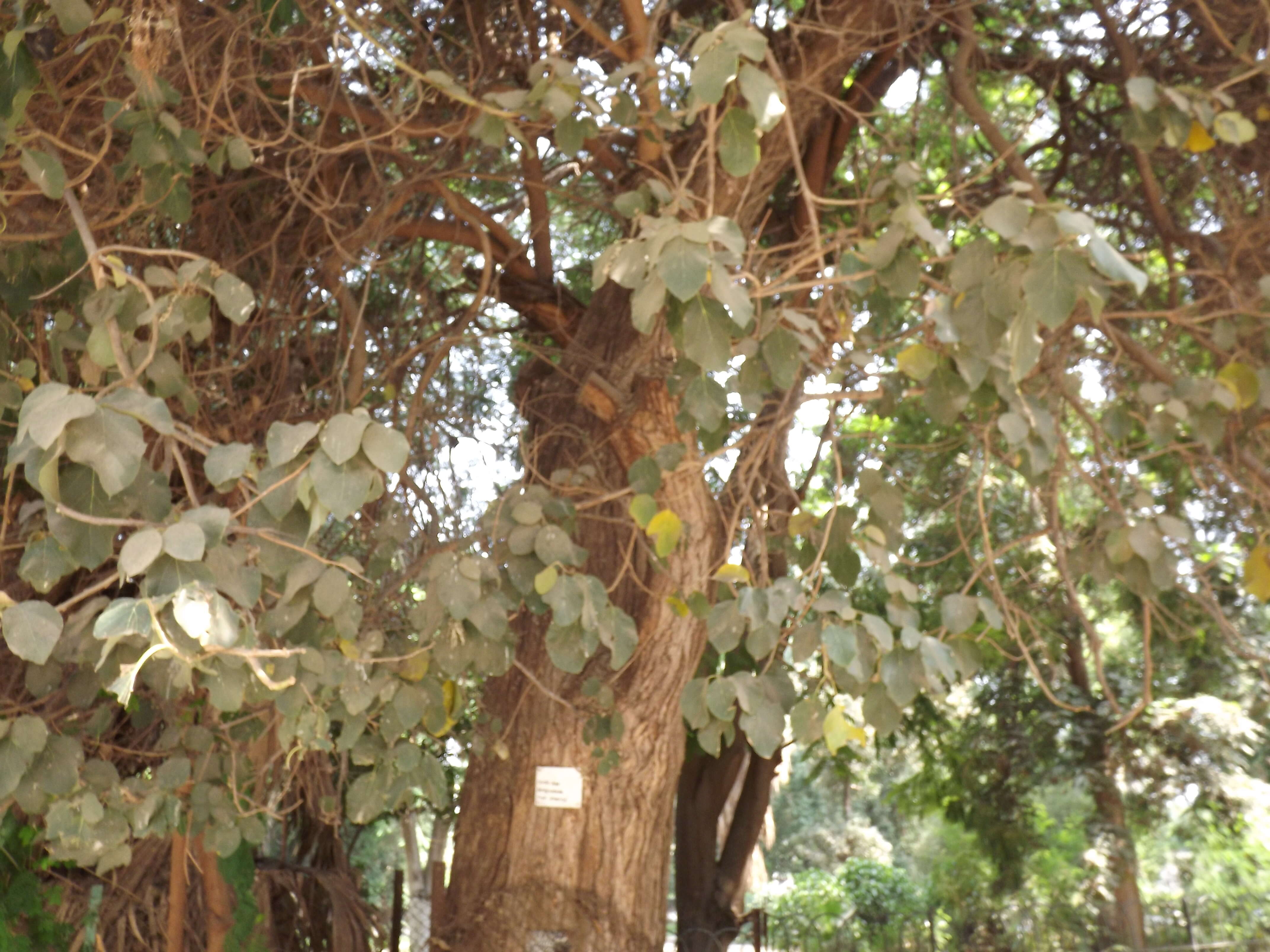 Image of Cordia dentata Poir.