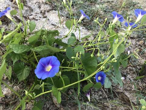 Image of Ipomoea parasitica (Kunth) G. Don