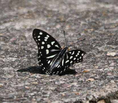 Image of Hestina persimilis Westwood (1850)