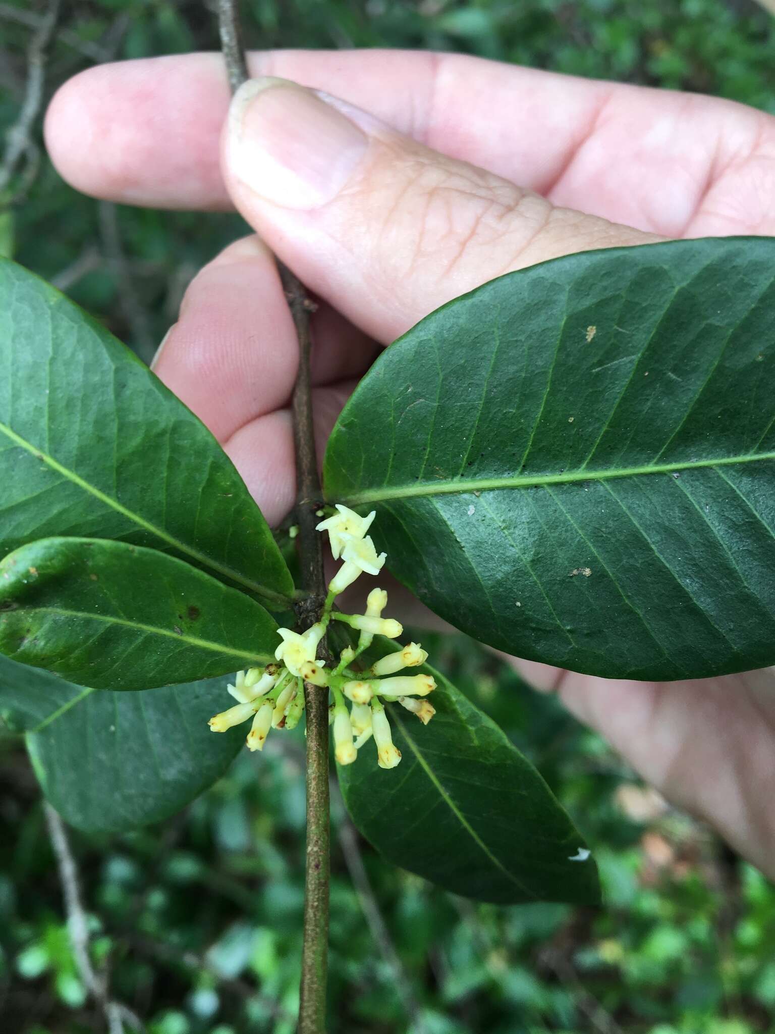 Plancia ëd Melodinus australis (F. Müll.) Pierre