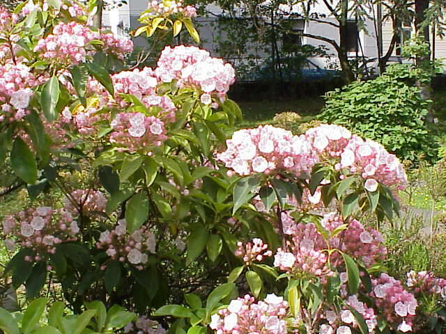 Image of mountain laurel