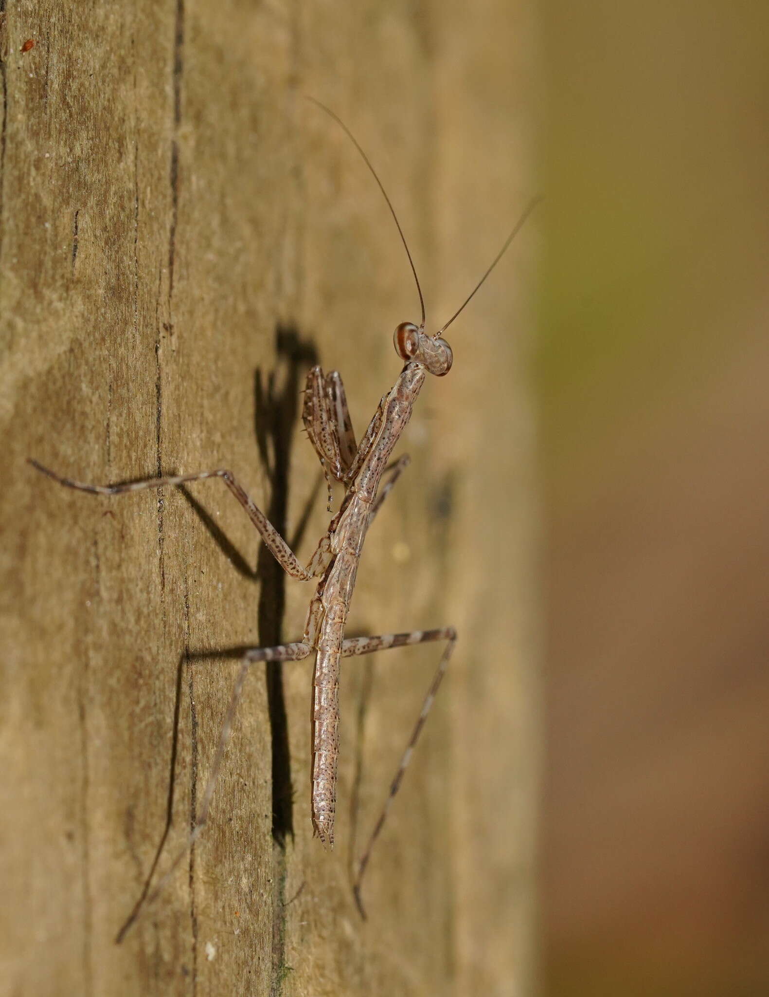 Image of Ciulfina biseriata Westwood 1889