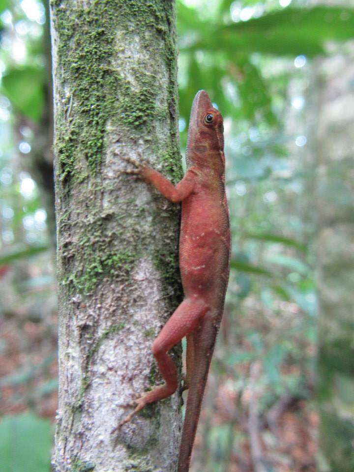 Image of Lesser Scaly Anole