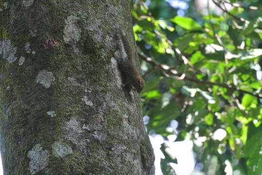 Image of Asian pygmy squirrel