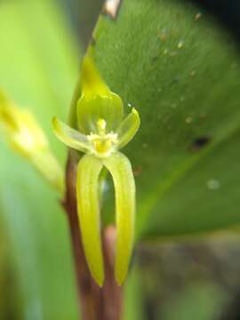 Image of Pleurothallopsis microptera (Schltr.) Pridgeon & M. W. Chase