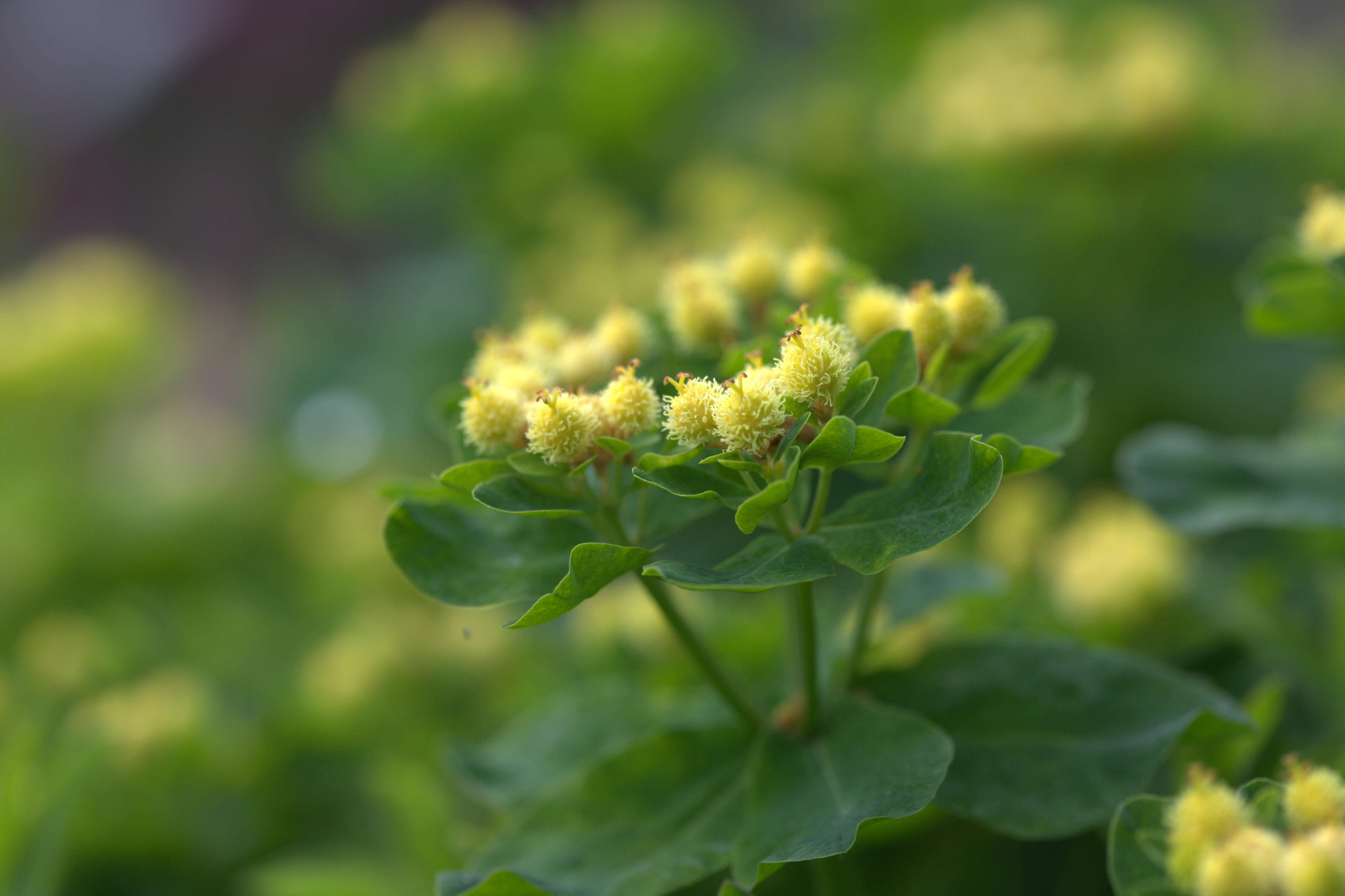 Euphorbia epithymoides L. resmi