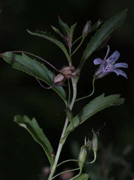 Image of Goatweed