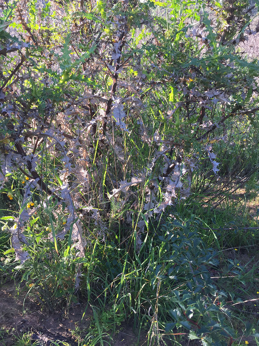 Image of Berkheya viscosa (DC.) Hutch.