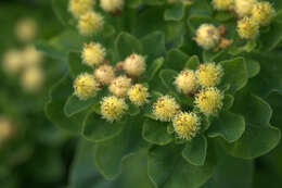 Image of cushion spurge