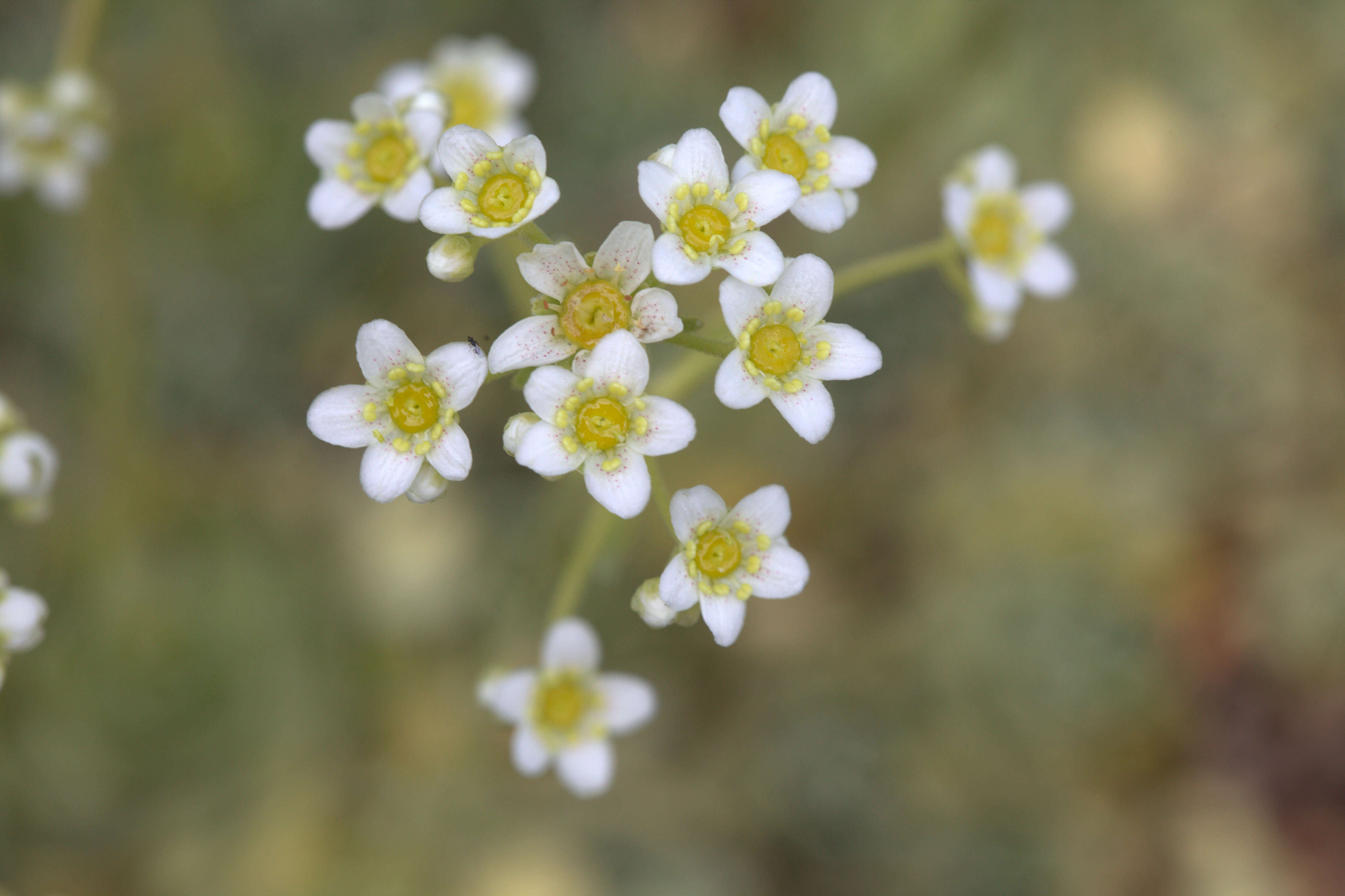 Image of Livelong Saxifrage