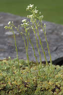 Image of Livelong Saxifrage