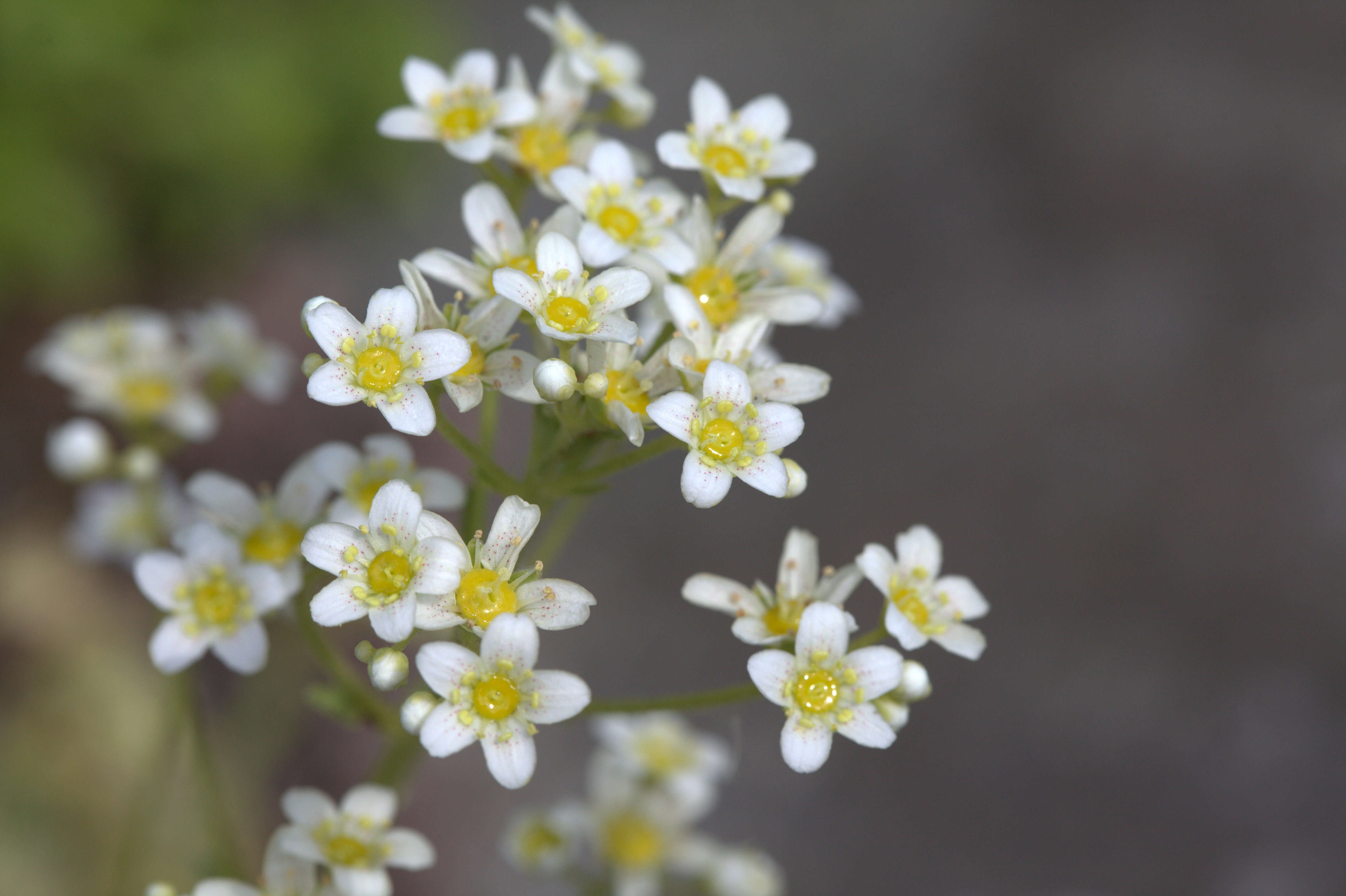 Image of Livelong Saxifrage