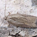 Image of Acleris rufana Denis & Schiffermüller 1775