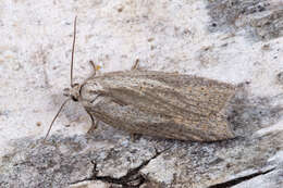 Image of Acleris rufana Denis & Schiffermüller 1775