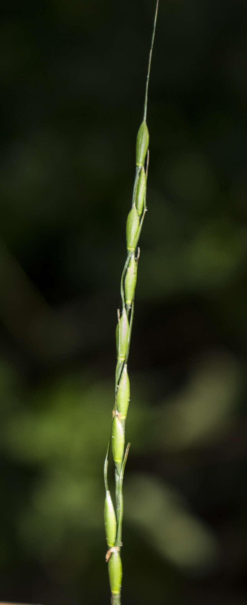 Imagem de Oryzopsis racemosa (Sm.) Ricker ex Hitchc.