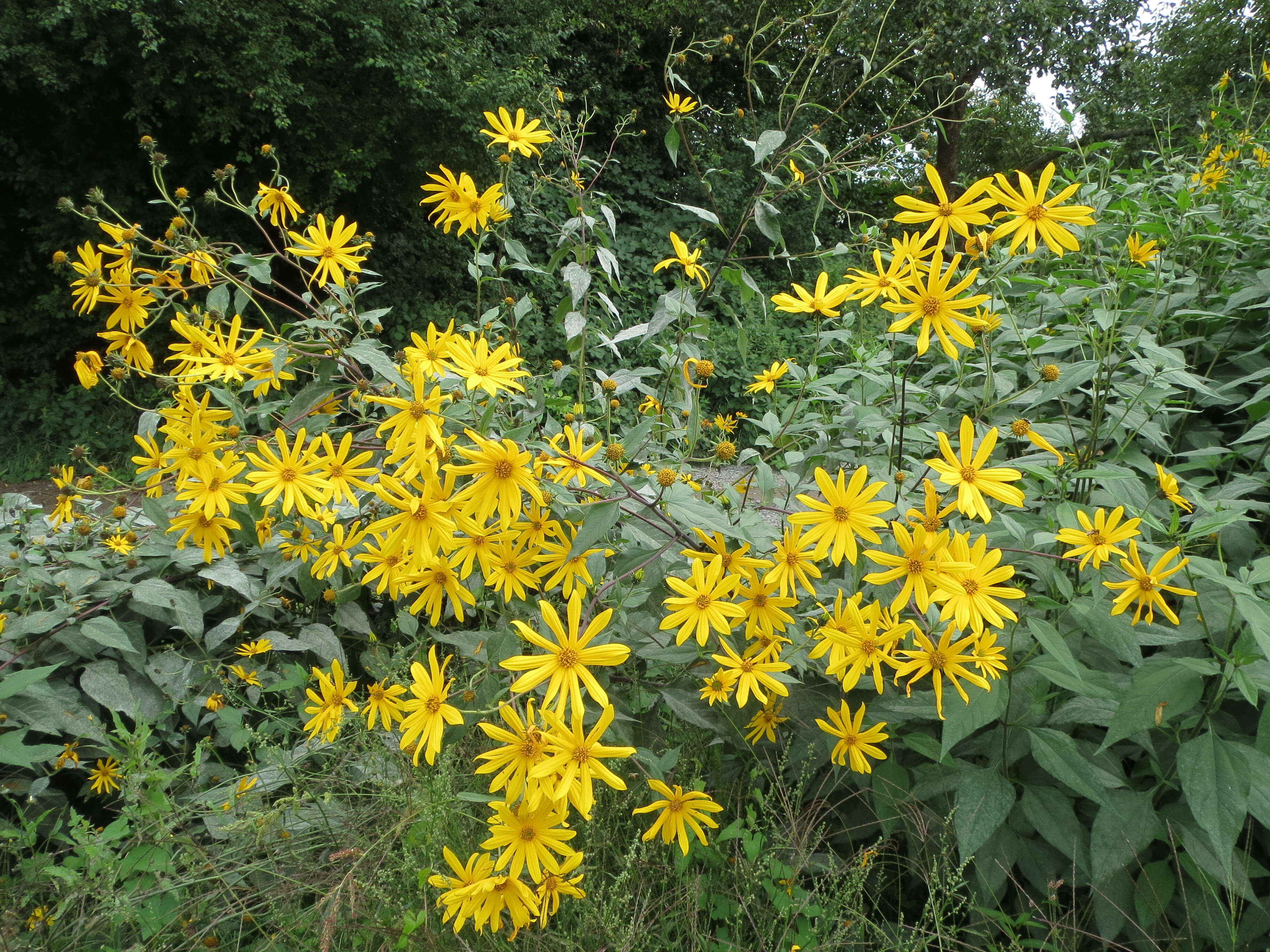 Image of Jerusalem artichoke