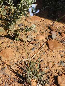 Image of Wahlenbergia capensis (L.) A. DC.