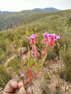 Imagem de Pelargonium ovale subsp. veronicifolium (Eckl. & Zeyh.) L. Hugo