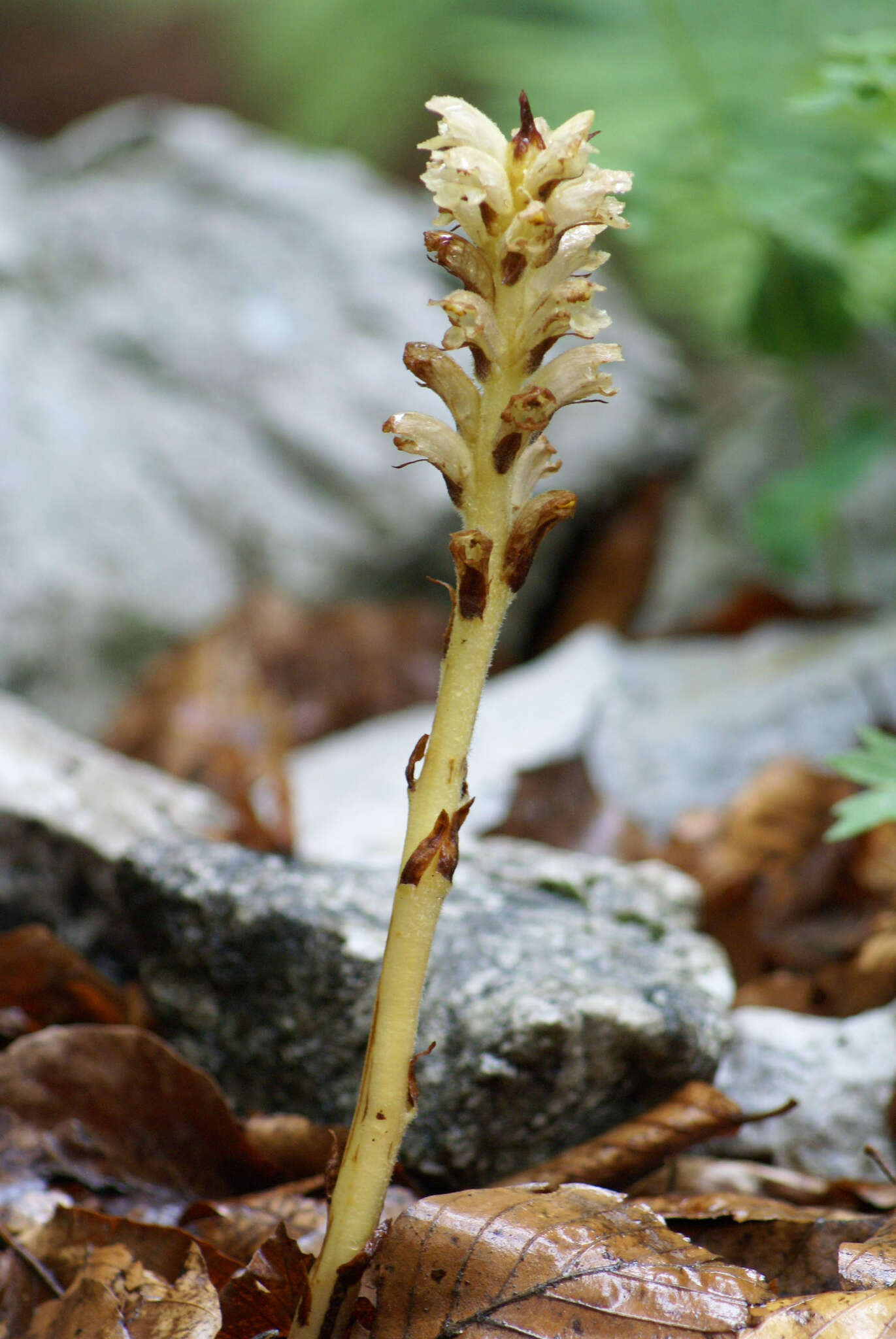 Image de <i>Orobanche krylowii</i> Beck