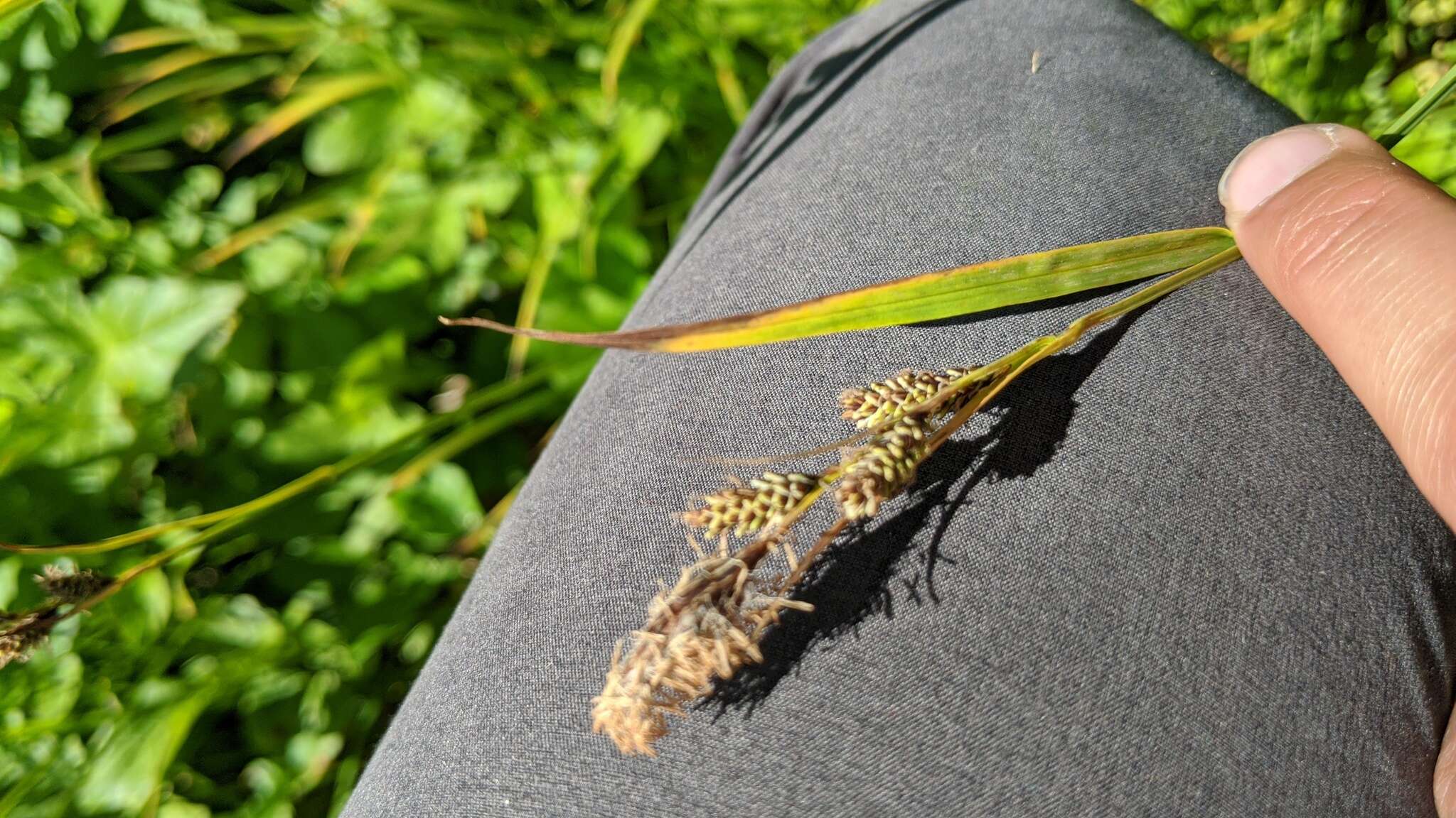 Imagem de Carex spectabilis Dewey