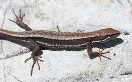 Image of Japanese Grass Lizard