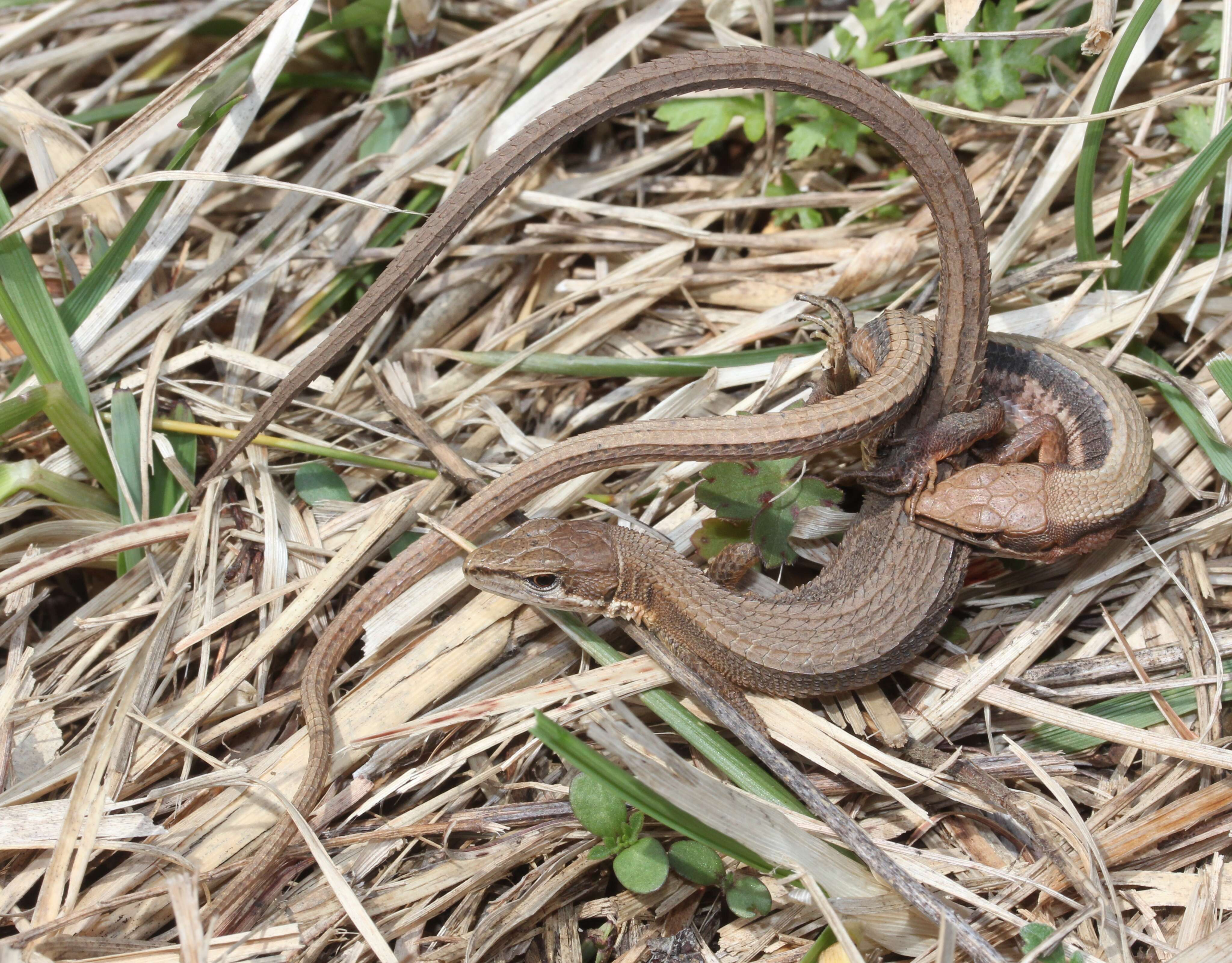 Image of Japanese Grass Lizard