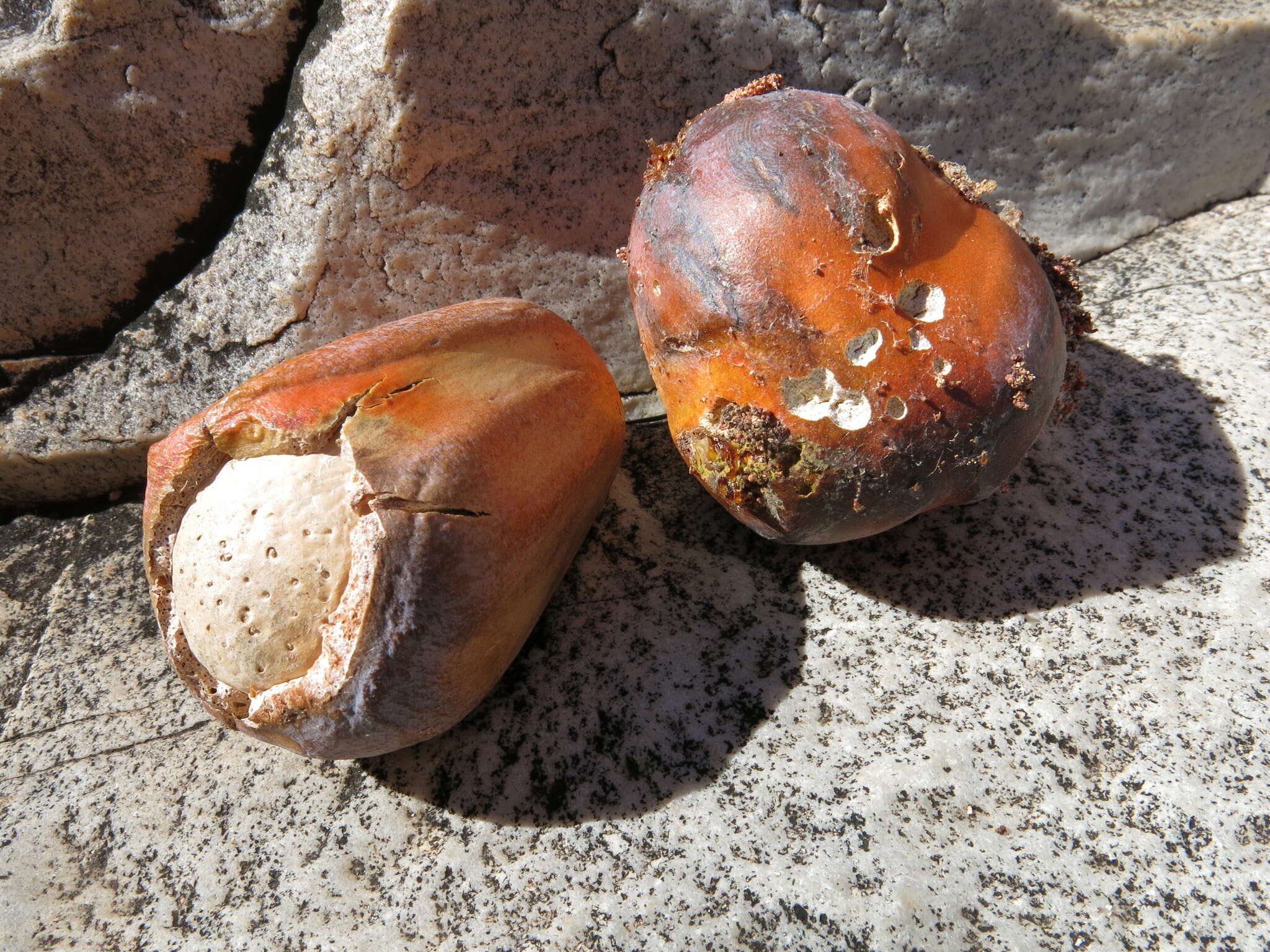 Image of Macrozamia macdonnellii (F. Muell. ex Miq.) A. DC.