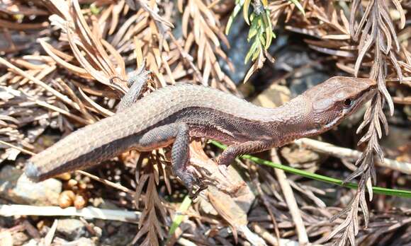 Image of Japanese Grass Lizard