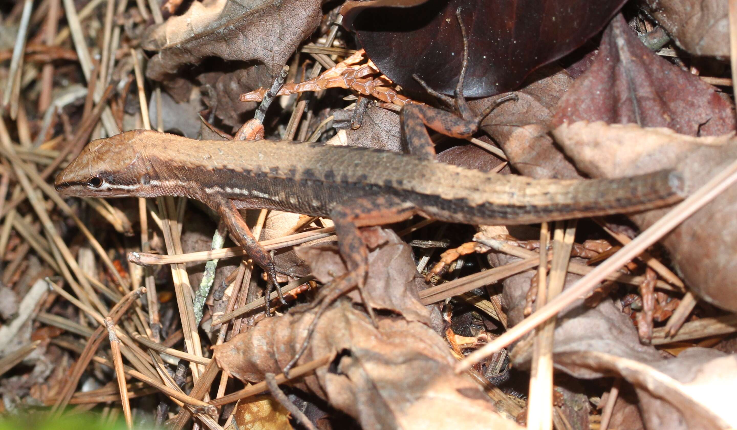 Image of Japanese Grass Lizard