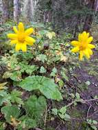 Слика од Arnica latifolia Bongard