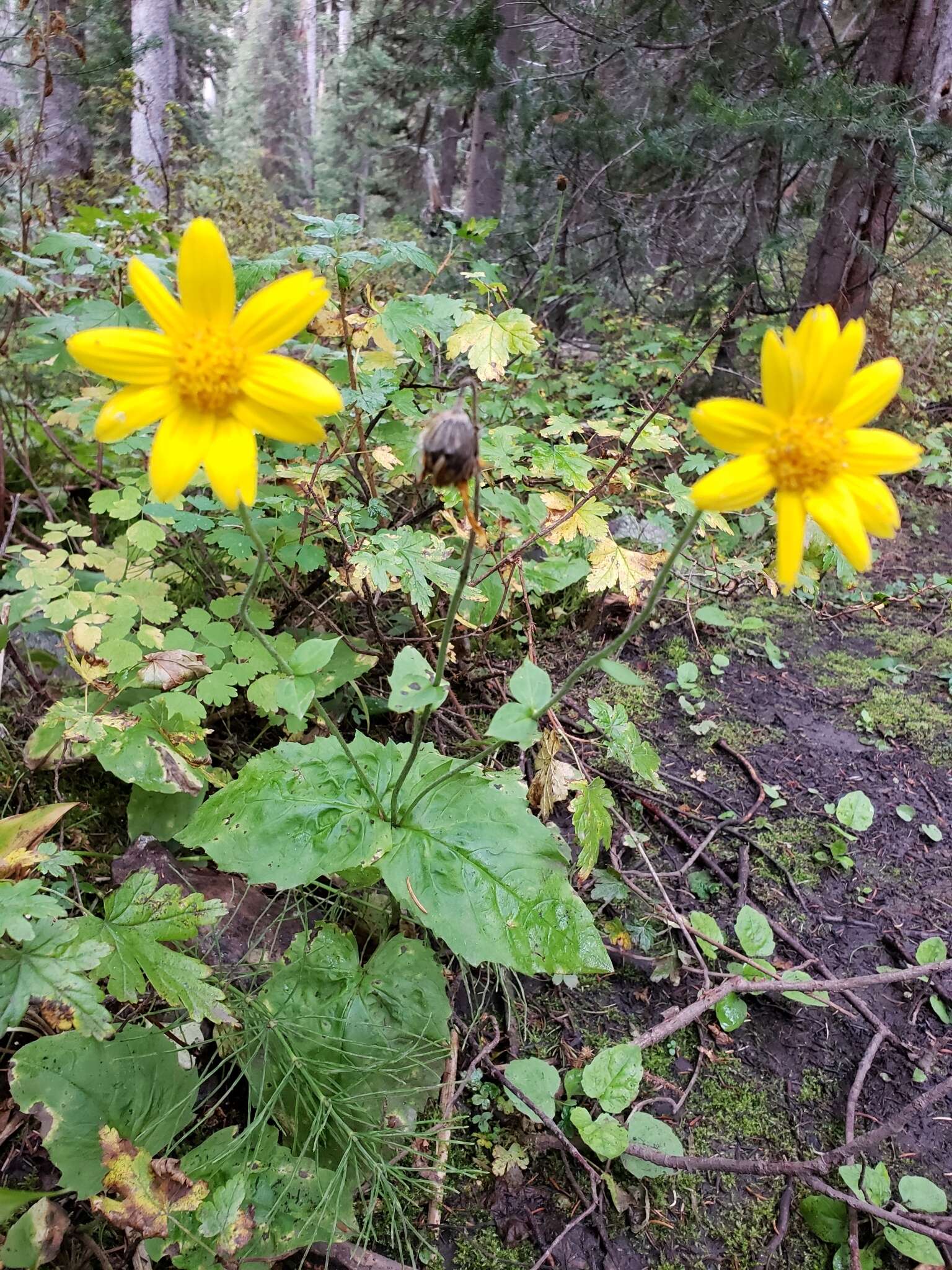 Image of broadleaf arnica