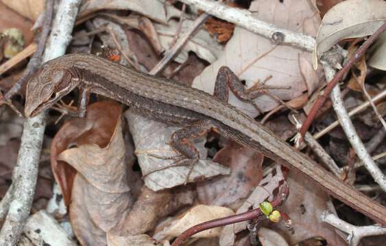 Image of Japanese Grass Lizard