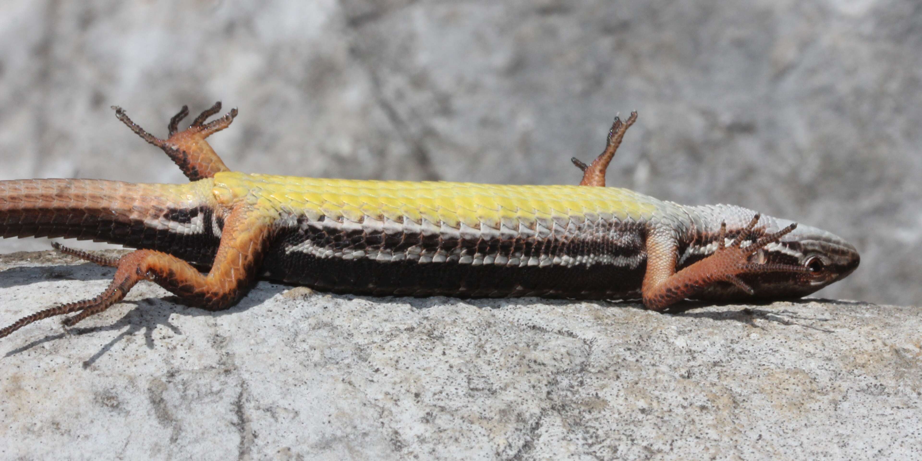 Image of Japanese Grass Lizard