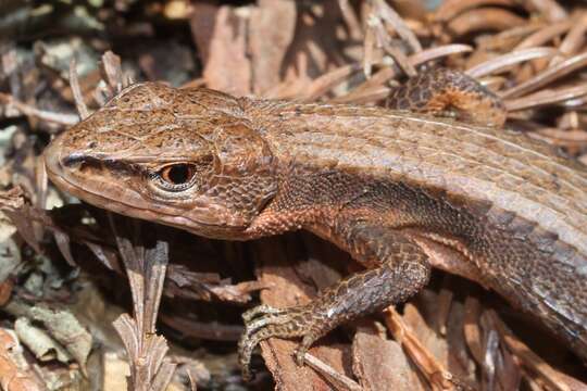 Image of Japanese Grass Lizard