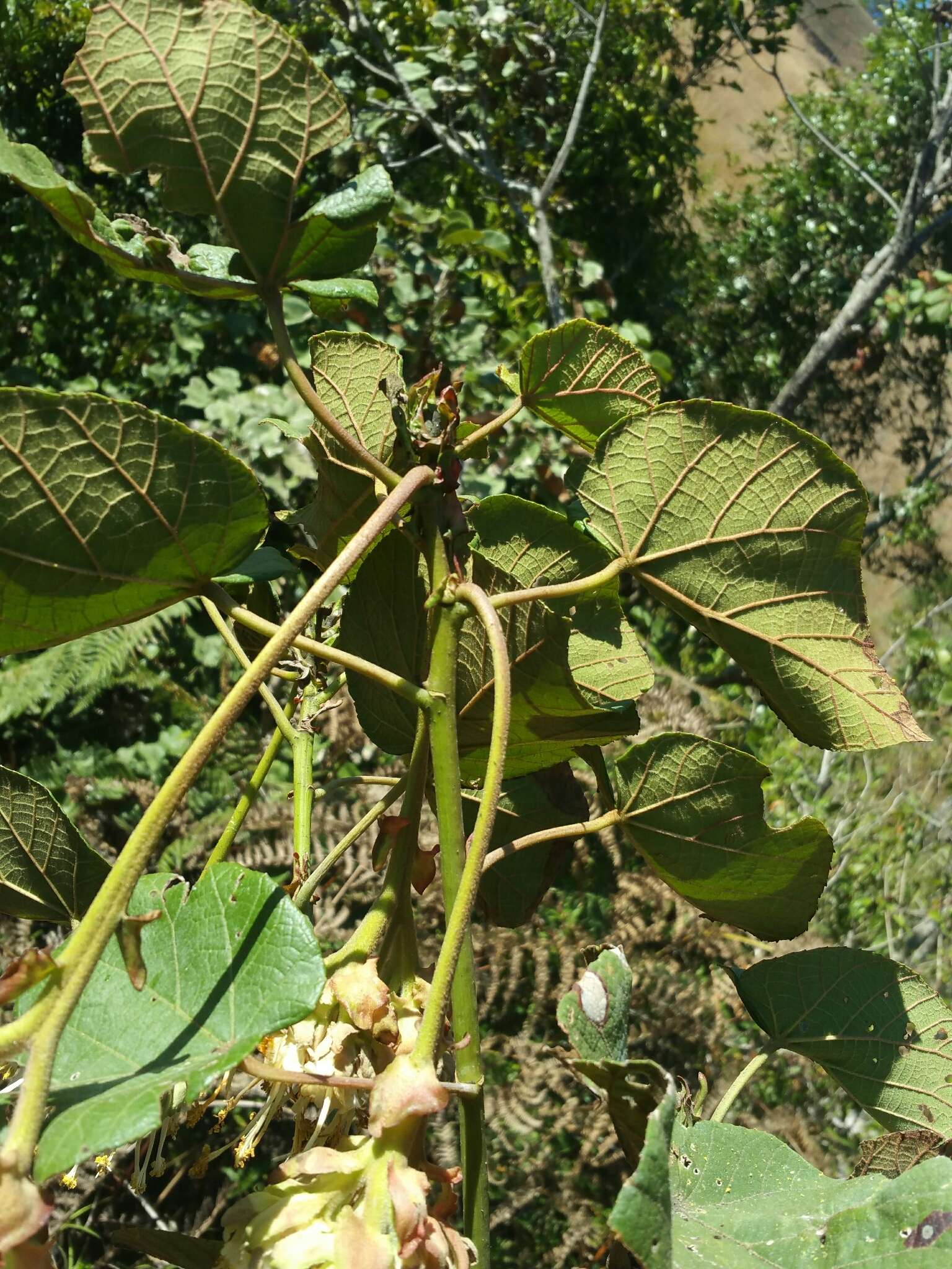 Dombeya cannabina Hilsenb. & Boj. ex Hook. resmi