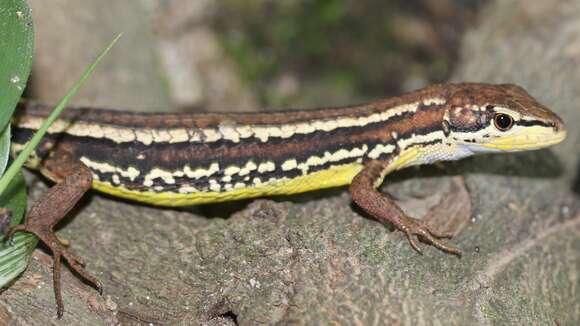 Image of Japanese Grass Lizard