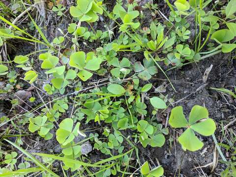 Image of Big-Foot Water-Clover