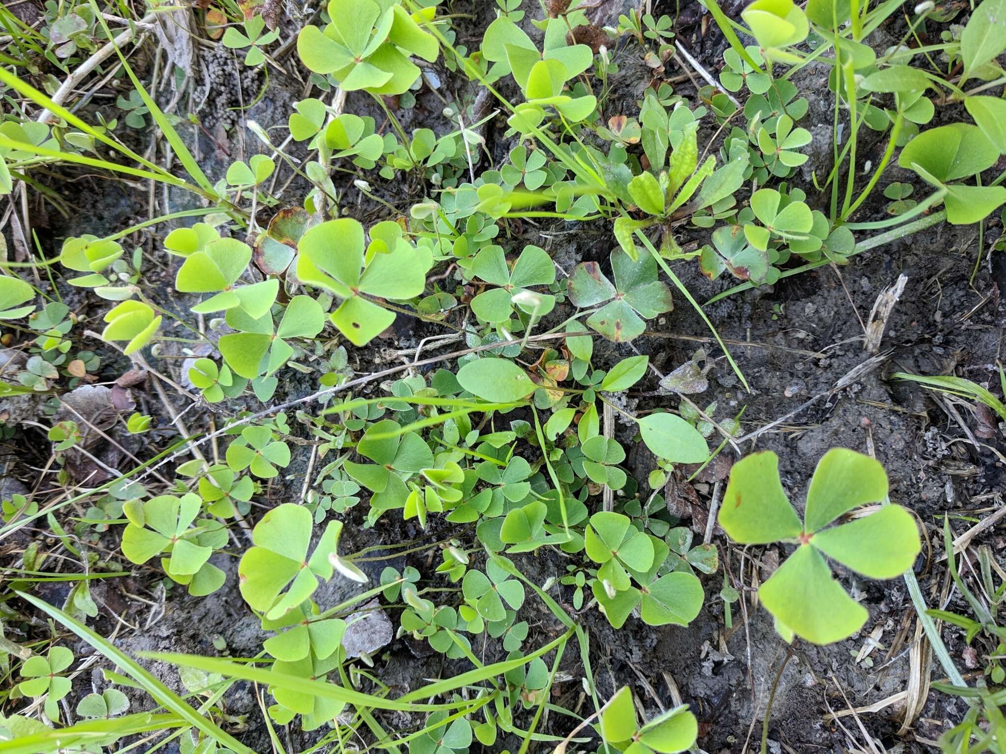 Plancia ëd Marsilea macropoda Engelm. ex A. Br.