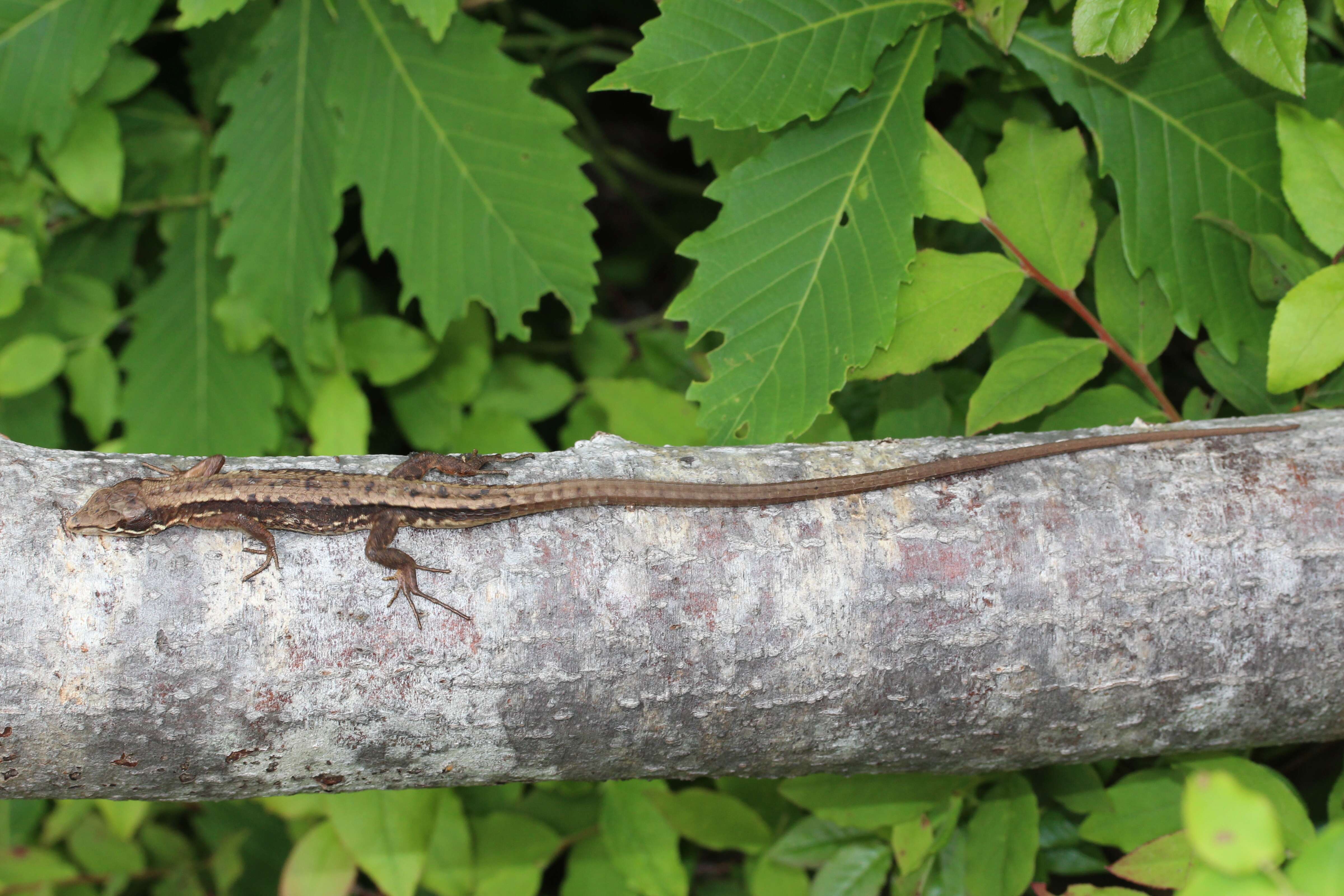 Image of Japanese Grass Lizard