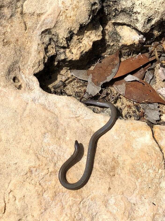 Image of Striated Worm-lizard