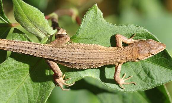 Image of Japanese Grass Lizard