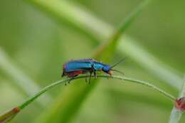 Image of Malachius lusitanicus