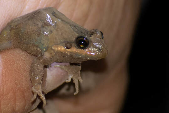 Imagem de Leptodactylus podicipinus (Cope 1862)