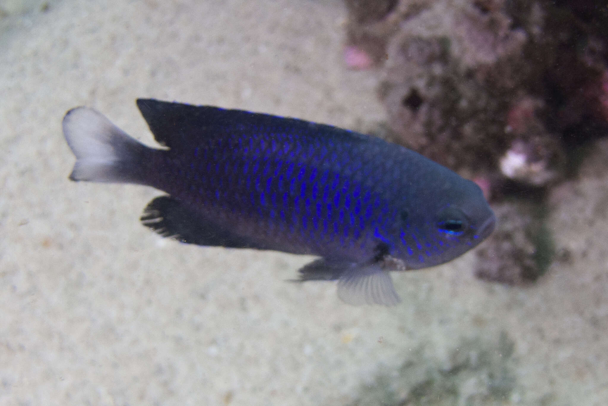 Image of Australian damsel