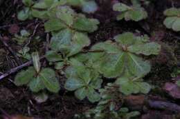 Image of Sundew