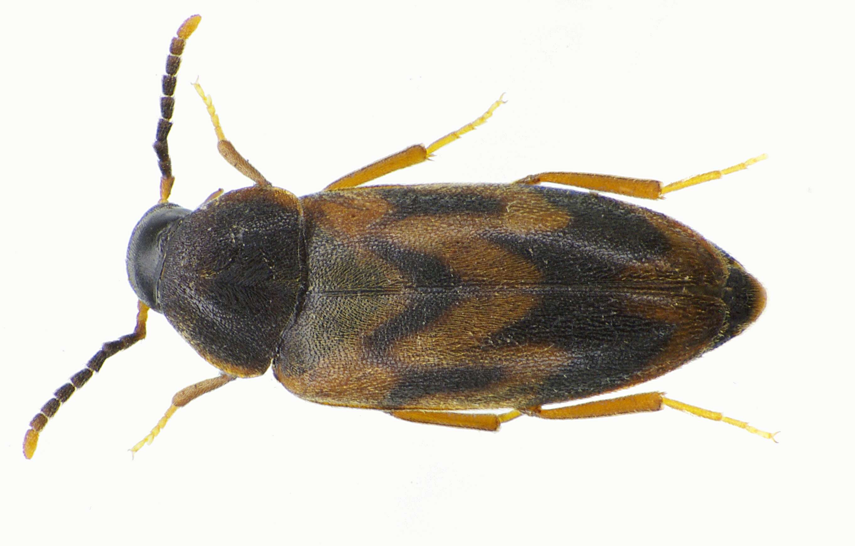 Image of Abdera flexuosa