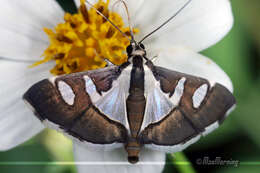 Image of Glyphodes bicolor Swainson (1821)