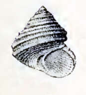 Image of Eurytrochus strangei (A. Adams 1853)