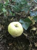 صورة Russula violeipes Quél. 1898